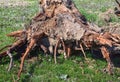 Uprooted tree trunk