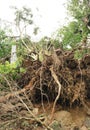 Uprooted tree by typhoon