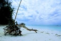 Uprooted tree washed up on the beach in Zanzibar