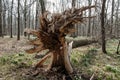 Uprooted tree