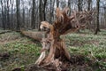 Uprooted tree