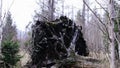 Uprooted tree. Windblow in primordial boreal coniferous forest.
