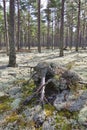 Uprooted trees