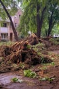 uprooted trees and debris scattered on the ground