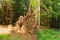 Uprooted trees. Fallen tree in the forest. Forest landscape. The roots of the tree. Old big tree. Bears in the woods. Shishkin`s Royalty Free Stock Photo