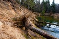 Uprooted trees lying in water. Soil erosion Royalty Free Stock Photo
