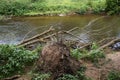 Uprooted Trees By The Riverbank