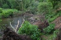 Uprooted Trees By The Riverside