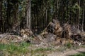 uprooted trees after storm damage