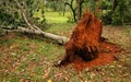 Uprooted tropical tree after heavy storm Royalty Free Stock Photo