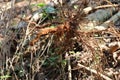 Uprooted tulsi plant also called as holy basil which is ayurvedic plant having medicinal property on its root,leaves and flowers