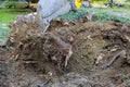 Uprooting a large stump trees using an excavator Royalty Free Stock Photo