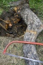 Uprooting old dry fruit tree in garden. Fallen apple tree lies next to hole.