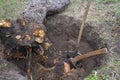 Uprooting old dry fruit tree in garden. Large pit with severed tree roots. Fallen apple tree lies next to hole.