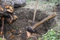 Uprooting old dry fruit tree in garden. Large pit with severed tree roots. Fallen apple tree lies next to hole. Royalty Free Stock Photo