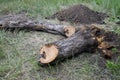 Uprooting old dry fruit tree in garden. Next to the pit lies the trunk of an apple tree, sawn into pieces. Farming.