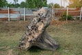 Uprooting of stumps in the garden. A stump with its roots torn out