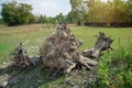 Uprooting of stumps in the garden