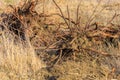 Uprooting stumps with roots. Background with selective focus and copy space Royalty Free Stock Photo