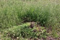 Uprooting a weed plant. Weed shepherd`s purse. Royalty Free Stock Photo