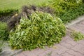 Uproots tree in nature garden