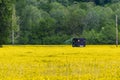 UPS Delivery Truck Driving Through a Vibrant Yellow Field on a Sunny Day Royalty Free Stock Photo