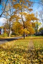 Upscale neighborhood colorful fall foliage of yellow maple trees, two story houses, thick rug of autumn leaves along quite