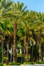 Upscale neighborhood with palm trees Royalty Free Stock Photo