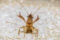 Upset angry wild crayfish or crawfish using claws Middle Finger Up Hand Gesture