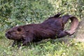 Beaver stomping it`s tail