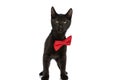 Upset black metis cat with bowtie looking up in an angry manner