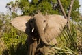 Upset Elephant in Ruaha National Park, Tanzania Royalty Free Stock Photo