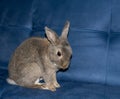 Upset home rabbit sit on a blue sofa