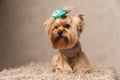 Upset little yorkie puppy with blue bow looking away while sitting Royalty Free Stock Photo