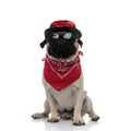 Upset pug wearing red bandana, sunglasses and a black hat Royalty Free Stock Photo