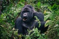 Upset Silverback gorilla of Rwanda rainforest