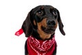 Upset Teckel puppy frowning and wearing red bandana