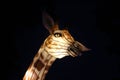 An upshot of a lantern giraffe Royalty Free Stock Photo