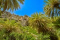 Upshot of palm trees forest and blue sky on sunny day, Crete, Greece
