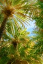 Upshot of palm trees forest and blue sky on sunny day, Crete, Greece