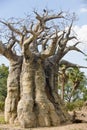 Upside down or Baobab tree