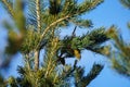 Upside-down bird eating fruit Royalty Free Stock Photo