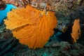 Upside Down Branching Gorgonian Sea Fan in Thailand Royalty Free Stock Photo