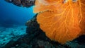 Upside Down Branching Gorgonian Sea Fan in Thailand Royalty Free Stock Photo