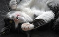 Upside down cat Royalty Free Stock Photo