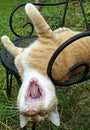 Upside-down, cat yawn Royalty Free Stock Photo