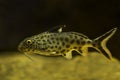 The Upside-down catfish Synodontis grandiops. Royalty Free Stock Photo