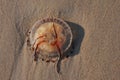 Upside down `Chrysaora Hysoscella` Compass Jellyfish starnded on beach