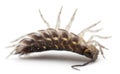 Upside down Common woodlouse, Oniscus asellus Royalty Free Stock Photo