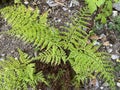 Upside-down Fern Arachniodes standishii or Upside-down Fern / The Botanical Garden of the University of Zurich, Switzerland Royalty Free Stock Photo